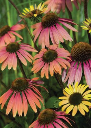 Echinacea Summer Coctail